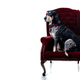 Illustration for article titled Shooting Challenge Pets Gallery 7